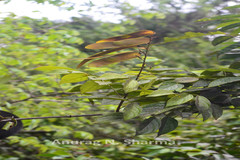 Kunstleria keralensis